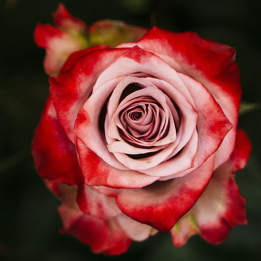 rosa, flor, rosa roja, rosas, rosa rosa, flores, rojo, hermosa flor,  naturaleza, macro | Pxfuel