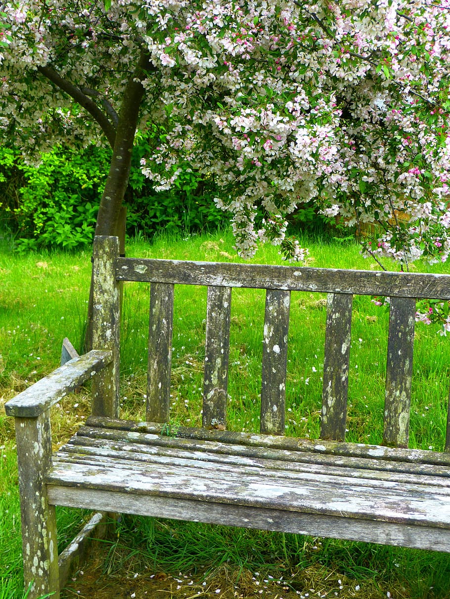 Banco, jardín, sentarse, asiento, descanso, banco de jardín, árbol, floración, flores, madera - material