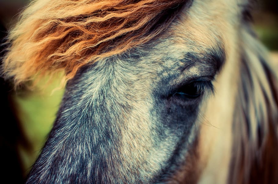 close-up photo, white, black, brown, horse head painting, Horse, Animal, Pony, Macro, Closeup
