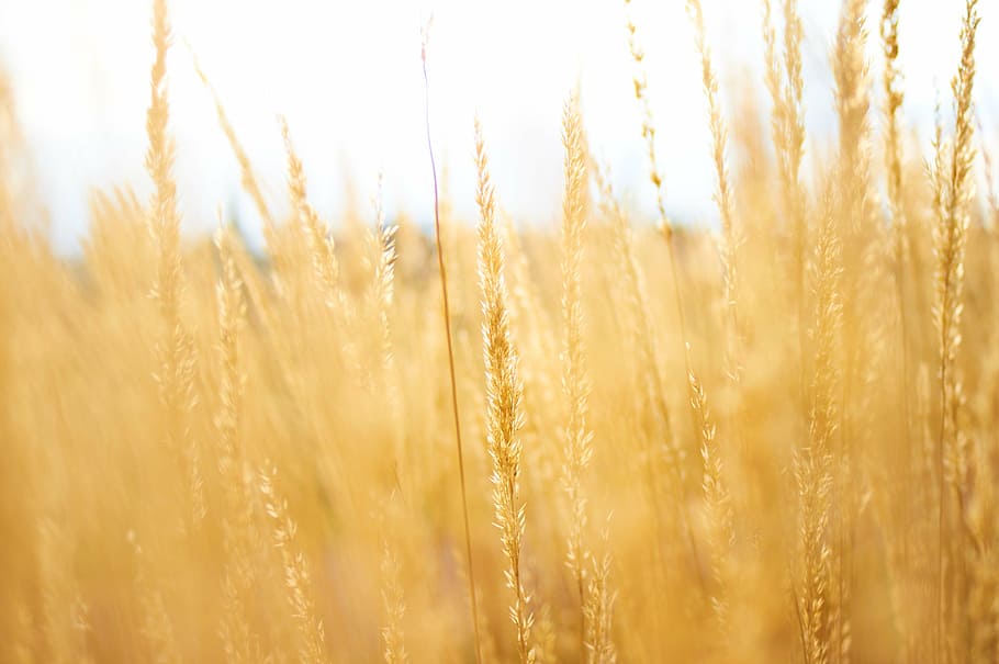 selective, focus photography, wheat, grass, agriculture, plant, crops, field, farm, outdoor
