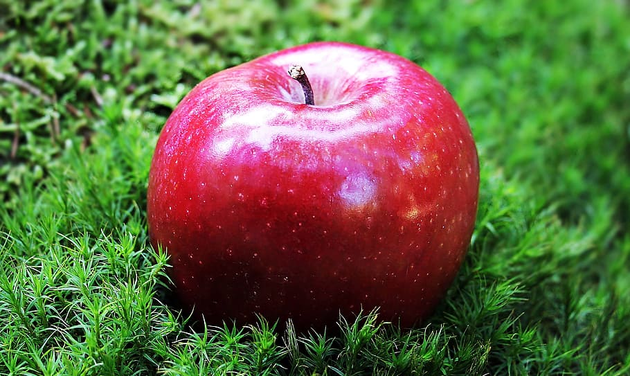 red, apple, grass field, red apple, red chief, fruit, frisch, vitamins, nature, delicious