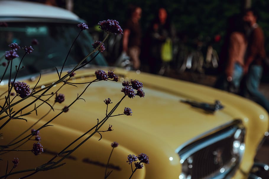 purple, verbena flowers, classic, yellow, vehicle, car, vintage, flower, blur, transportation