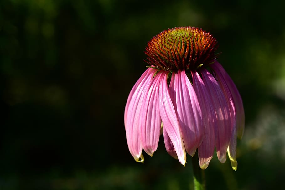 close-up photo, pink, coneflower, sun hat, flower, blossom, bloom, nature, summer, plant