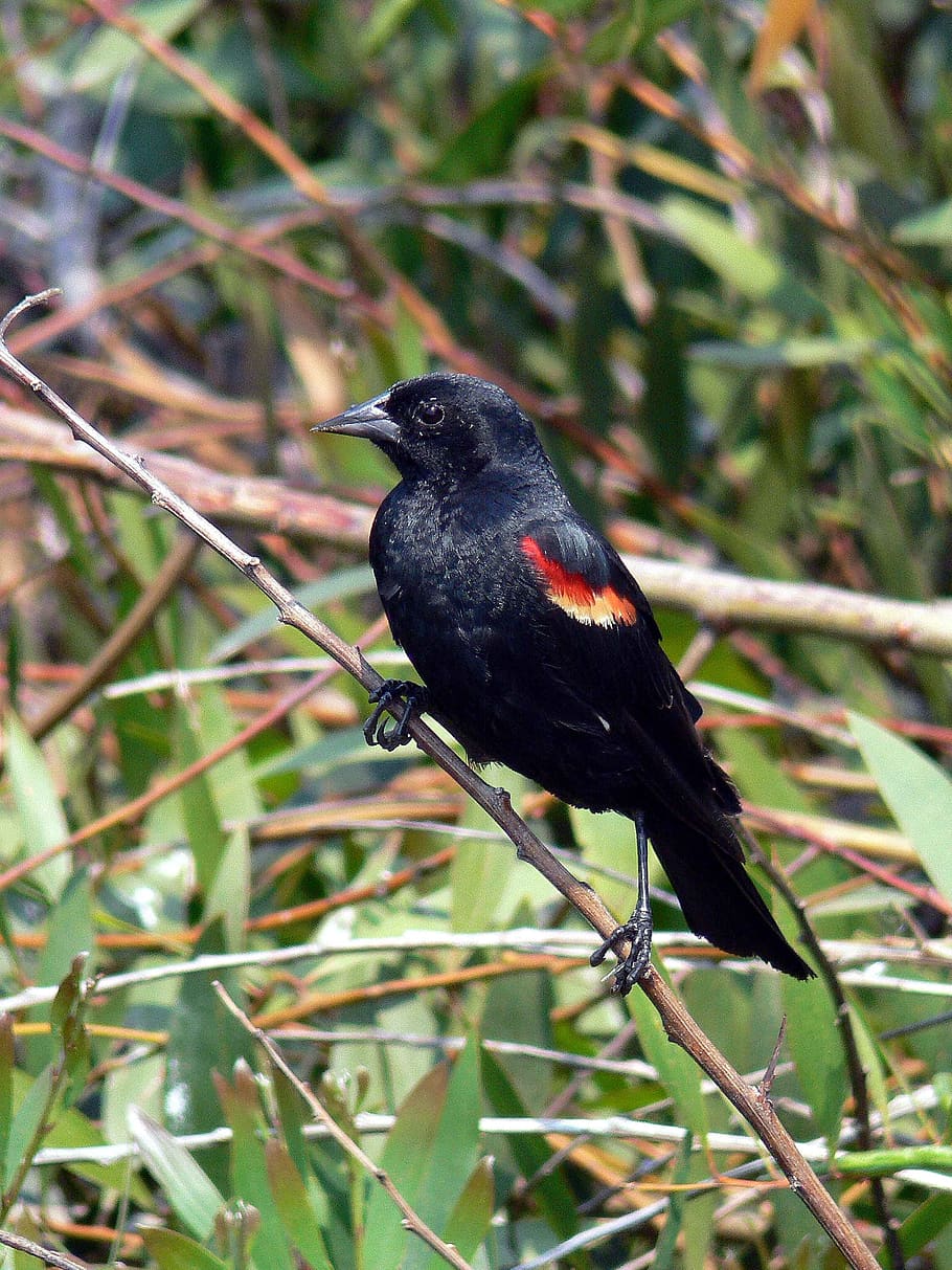 something, attention, focuses, blackbird, winged, red, blackbirds, birds, animals, fauna