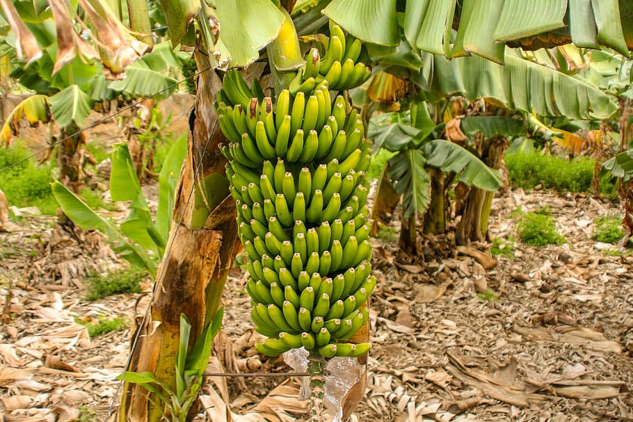 banana, fruit, food, plant, tropical, banana plant, banana shrub, green, tropical fruit, exotic