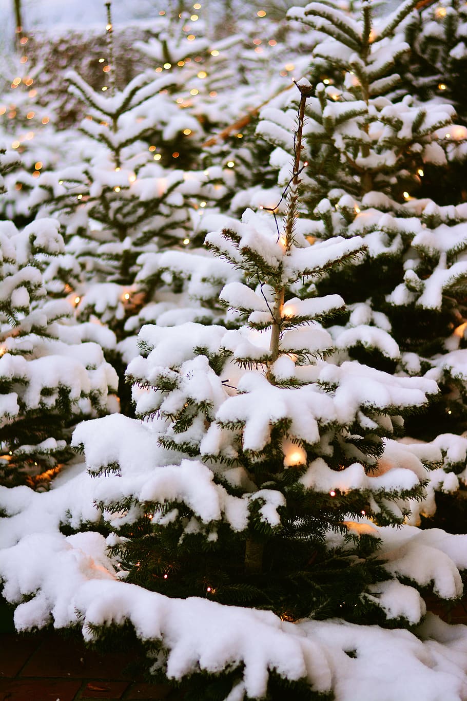 fir trees, snow, winter, snowy, christmas, forest, christmas tree, wintry, lights, christmas time
