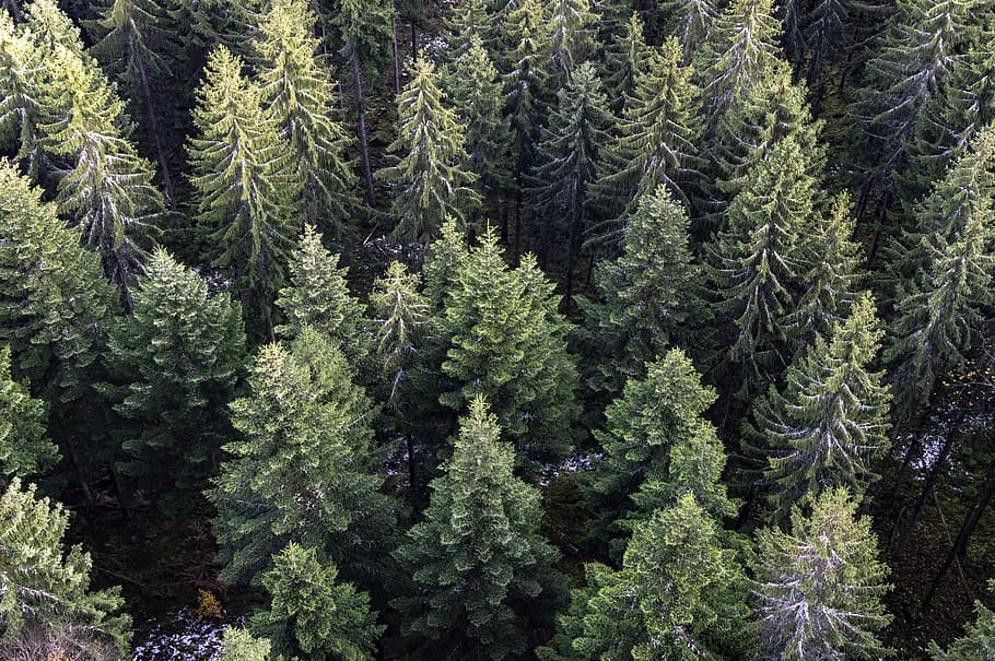 trees, fir trees, firs, winter, christmas tree, nature, forest, aerial view, mood, landscape