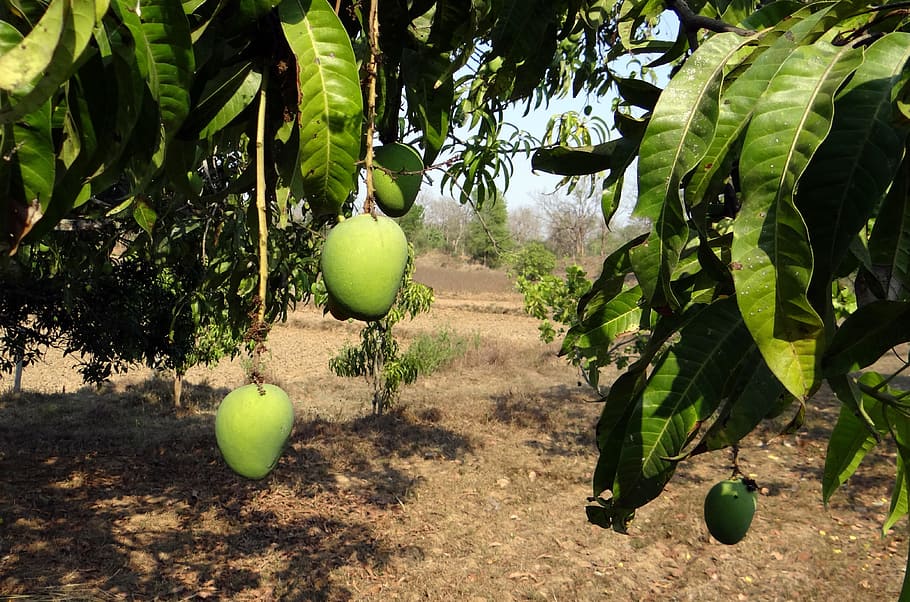 Mango, Tree, Fruit, Variety, mango, tree, alphonso, tropical, delicious, unripe, green