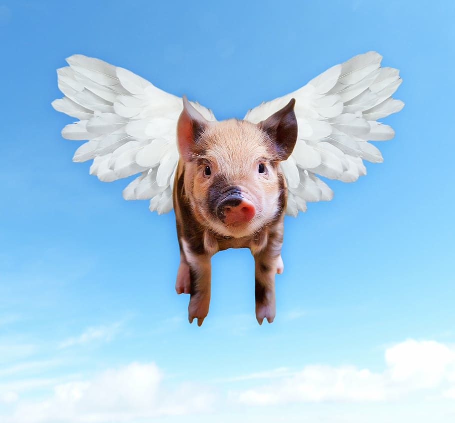 pink, black, pig, wings illustration, pigs, fly, funny, hog, piggy, wings