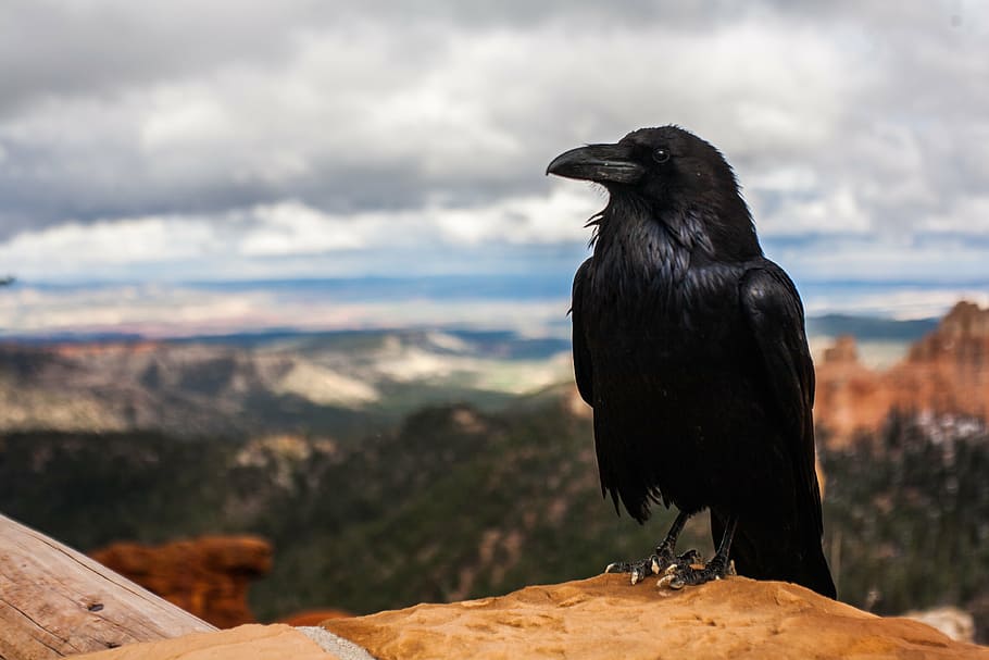 black crow, hawk, bird, animal, landscape, nature, outdoor, view, wildlife, outdoors