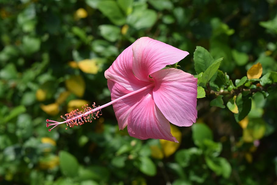 hibiscus, rosa-sinensis, flower, pink, plant, flowering plant, fragility, petal, vulnerability, beauty in nature
