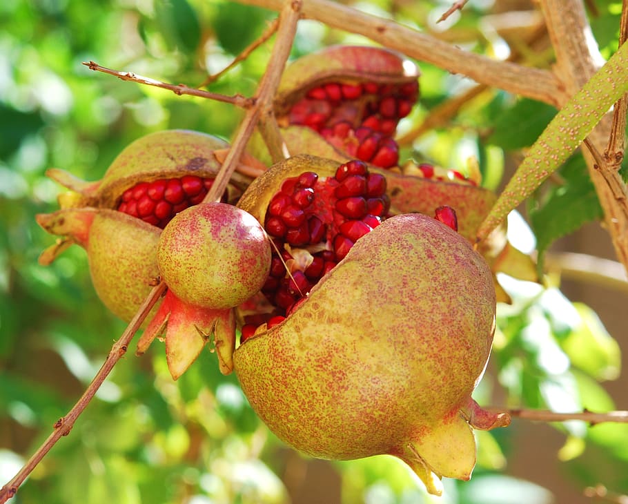 closeup, gray, red, pomegranate fruits, pomegranates, fruit, passion, exotic, anti-oxidant, healthy