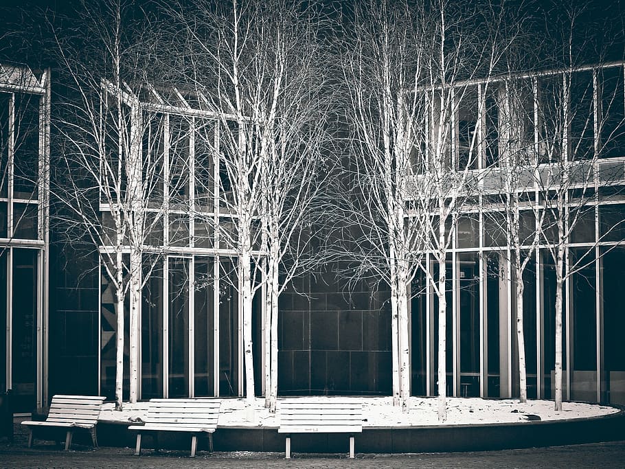 white, withered, trees, benches, birch, art, museum, art installation, black white, city