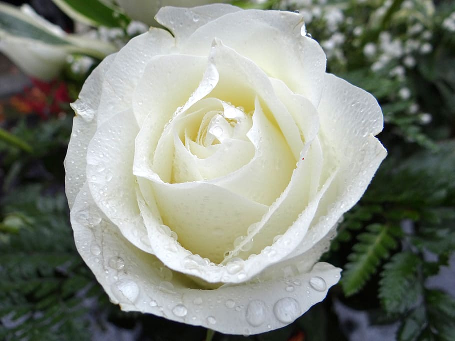 close, view, white, rose, dew, drops, white rose, all saints ' day, the feast of the dead, memory