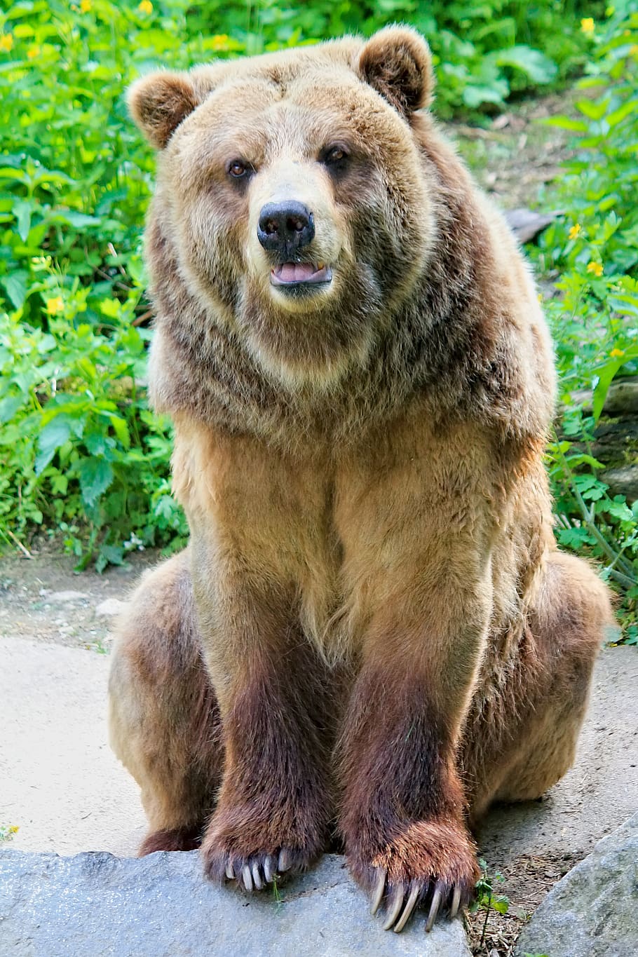 bear, brown, grizzly, animal, mammal, beast, carnivore, nature, zoo, one animal