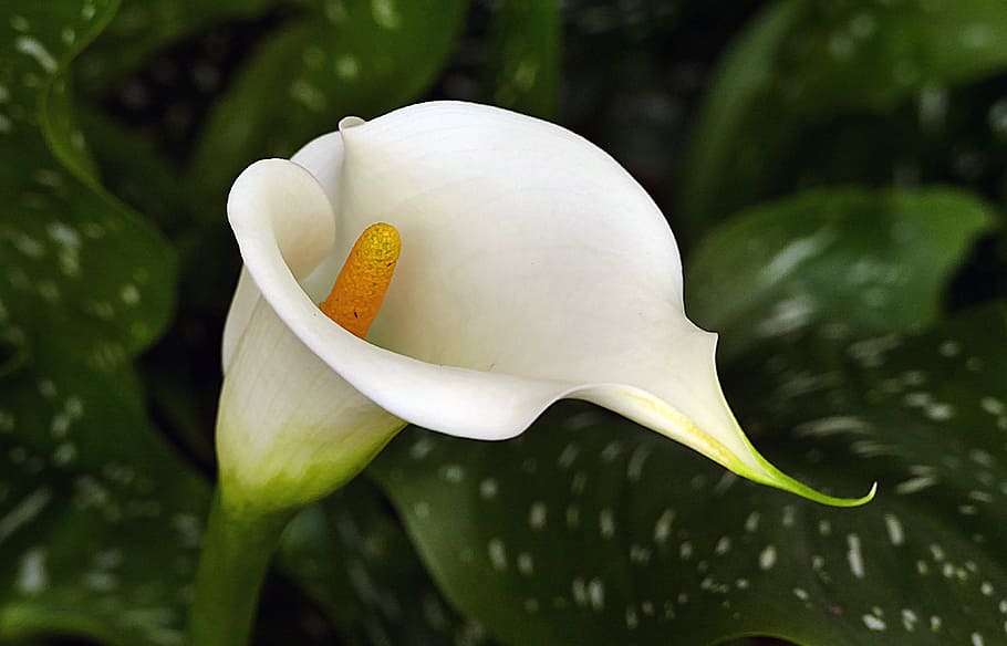 Arum, lily, Zantedeschia aethiopica, white petaled flower, flowering plant, plant, flower, petal, beauty in nature, freshness