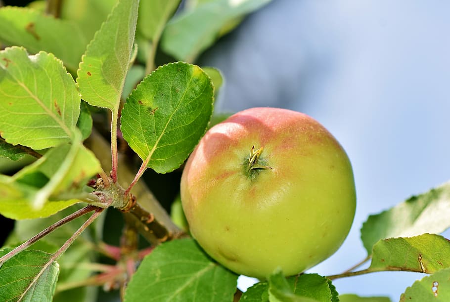 bulat, hijau, merah, buah, apel, pohon apel, kebun apel, cabang, pohon buah-buahan, apfelernte