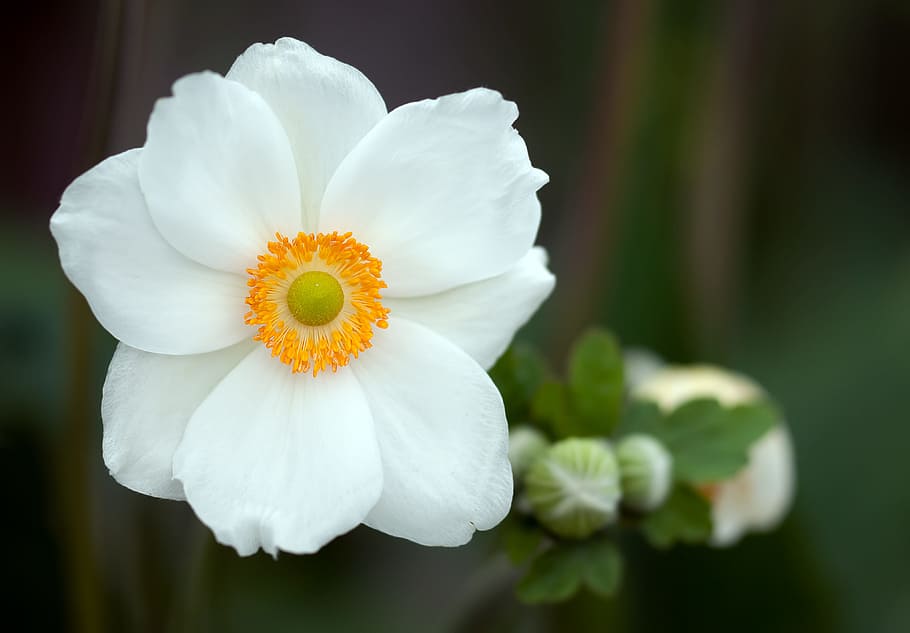 white, anemone poppy selective-focus photo, summer anemone, anemone sylvestris, blossom, bloom, summer, plant, flower, flowers