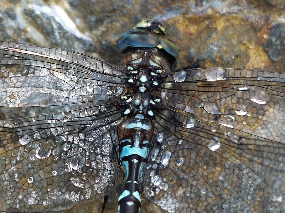 dragonfly, blue, black, brown, macro, head, insect, nature, animal, wild life