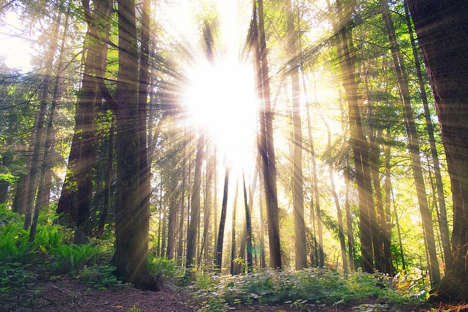 木, 薄明光線, 日光, 森, 太陽光線, 自然, レンズフレア, 木の幹, 屋外, 日