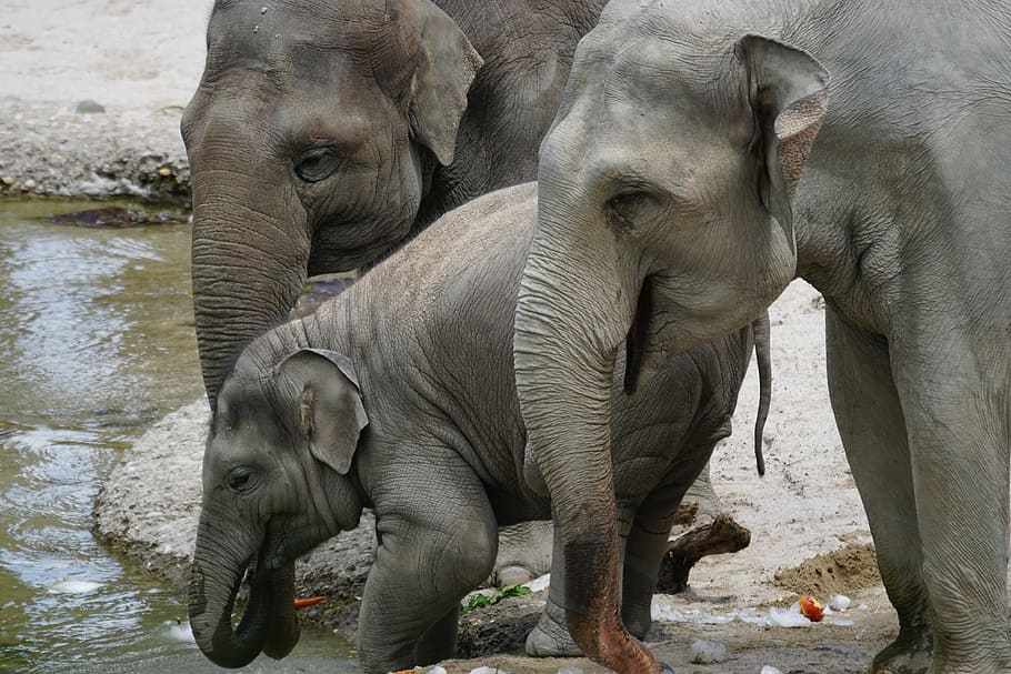 family, elephant, body, water, asian elephants, young animal, water hole, drink, pachyderm, mammal