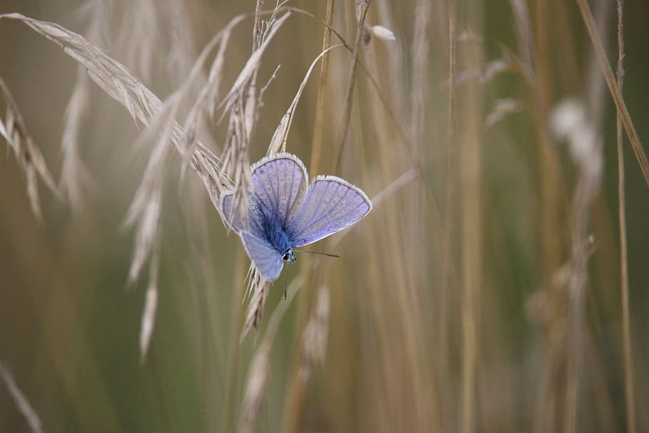 blue, butterfly, white, plant, common blue, cereals, grass, common bläuling, adonis blue, nature