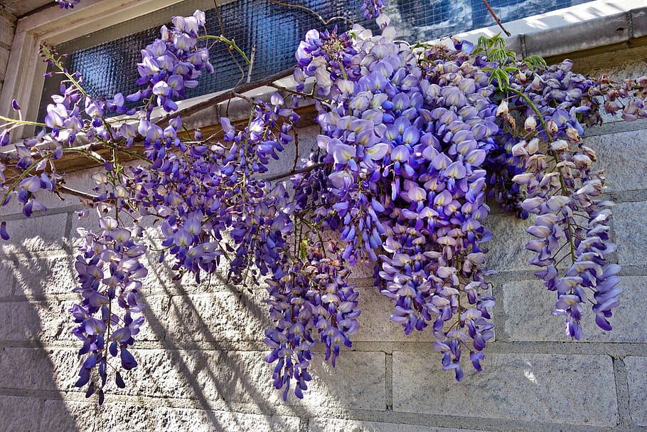 púrpura, flores, pared, glicina, planta, flor, vid, enredadera, escalador, floreciente