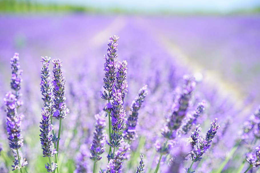 ungu, lavender, bidang bunga, bunga lavender, violet, ungu muda, bidang lavender, bunga, flora, biru