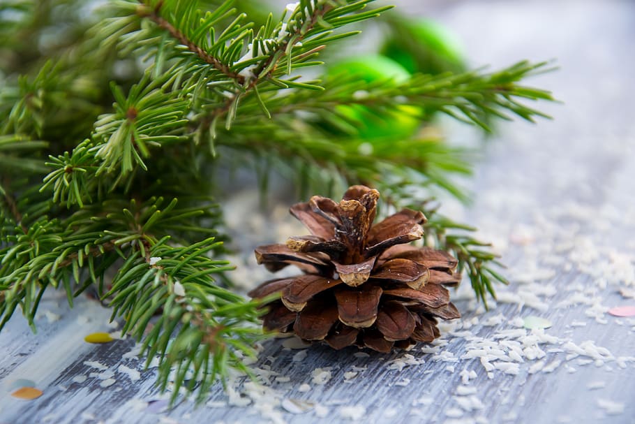 christmas background, spruce branch, needles, green, pine cone, brown, holiday, christmas, new year, branch