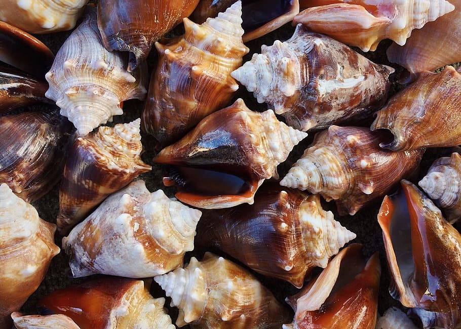 shells, conch, sea, seashell, ocean, mollusk, food and drink, food, freshness, full frame
