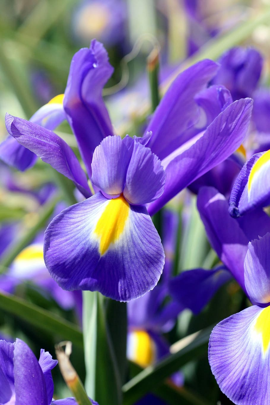 iris, flor, planta, naturaleza, jardín, hoja, pétalos, colores, planta  floreciente, pétalo | Pxfuel