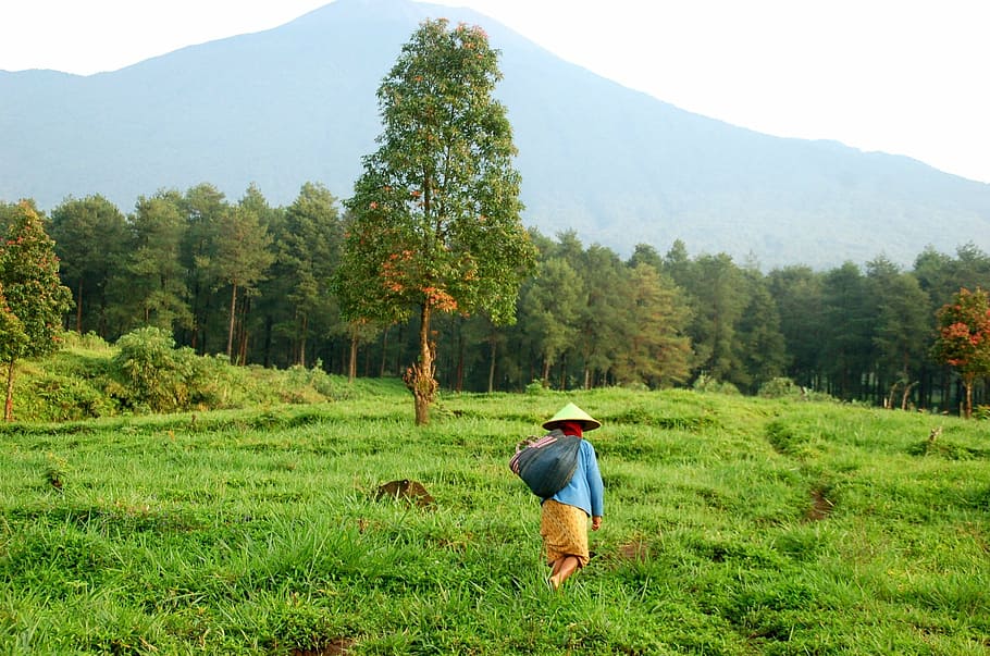 person, wearing, blue, long-sleeved, shirt, brown, bottoms, farm, java, indonesia