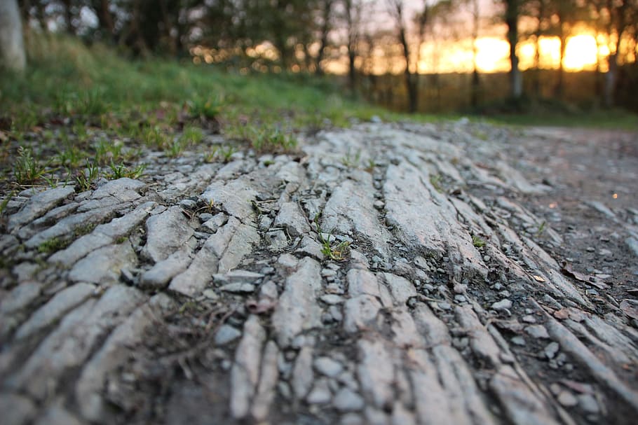 away, forest, slate, hiking, perspective, forest floor, abendstimmung, nature, nature trail, tree