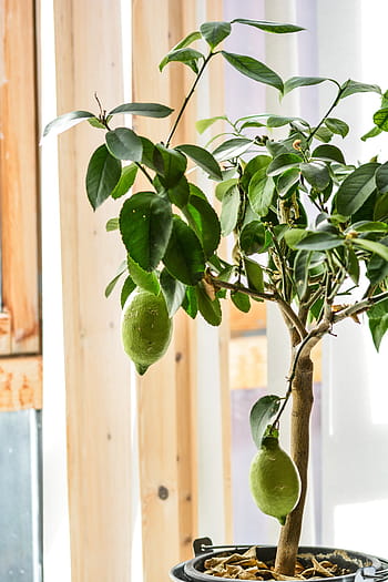 Royalty-free lime plant photos free download - Pxfuel