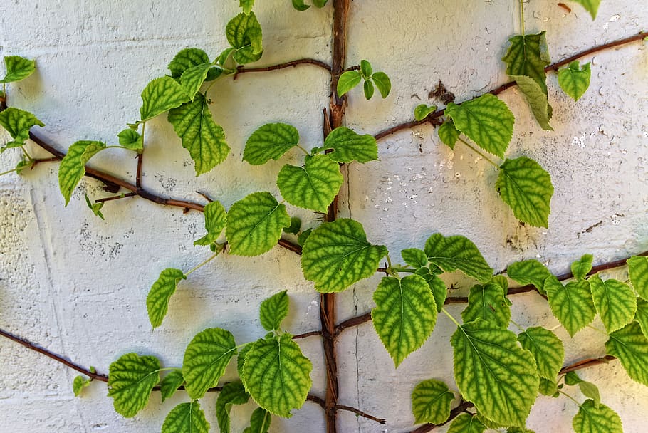 creeper, vine, leaves, plant, climber, wall, white wall, leaf, plant part, green color