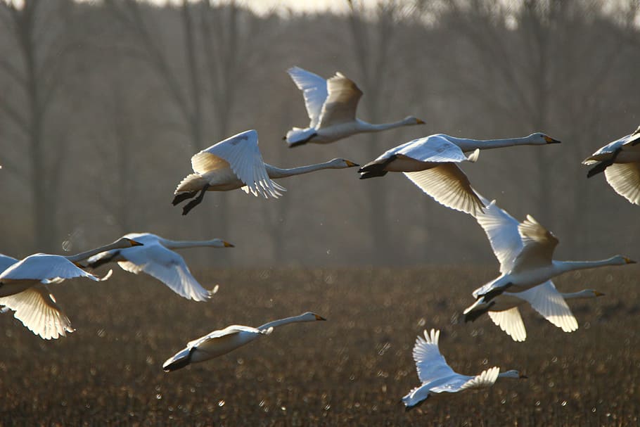 flock of pelican, whooper swan, bird, swan, arable, field, migratory bird, swans, water bird, birds