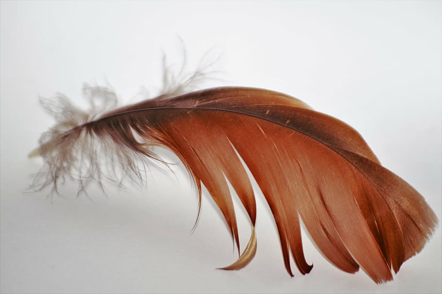 superficial, foto de enfoque, marrón, pluma, mosca, ganso, alas, vuelo, plumas, animal