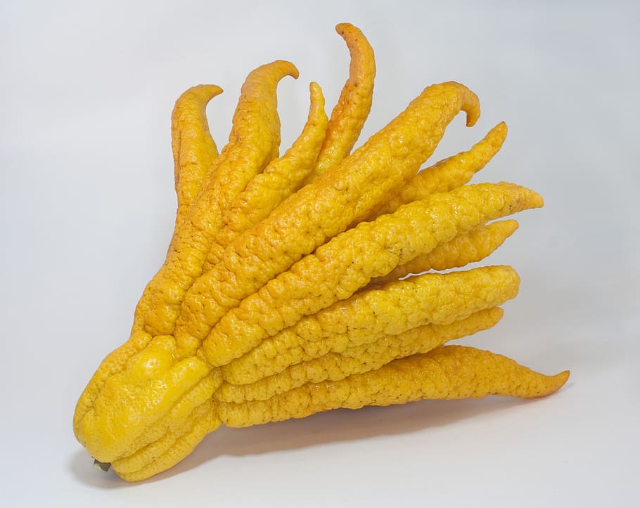 buddha's hand, citron, citrus, exotic, fruit, yellow, fingered citron, citrus medica, sarcodactylis, weird