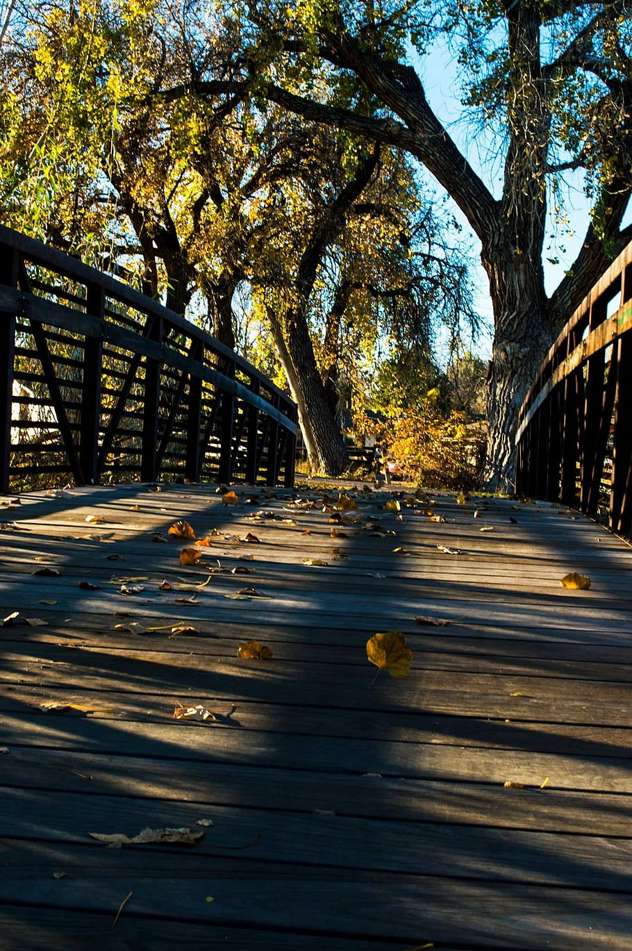 bridge, autumn, fall, nature, landscape, leaves, park, trees, orange, red