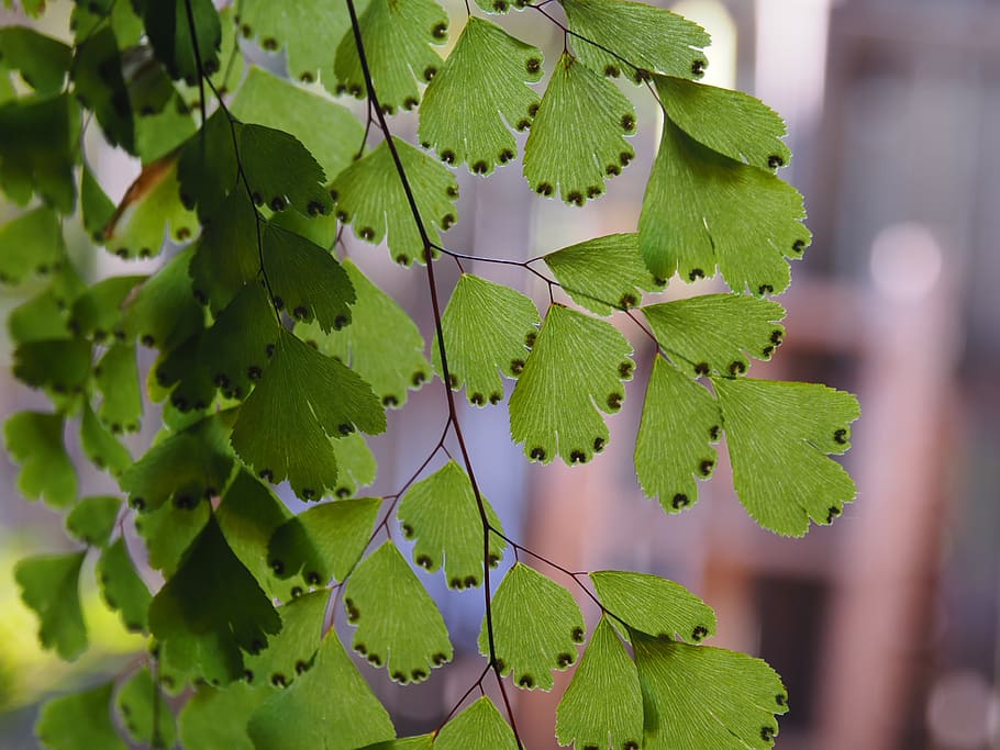 maidenhair, fern, green, spores, leaves, pattern, leaf, plant part, green color, growth