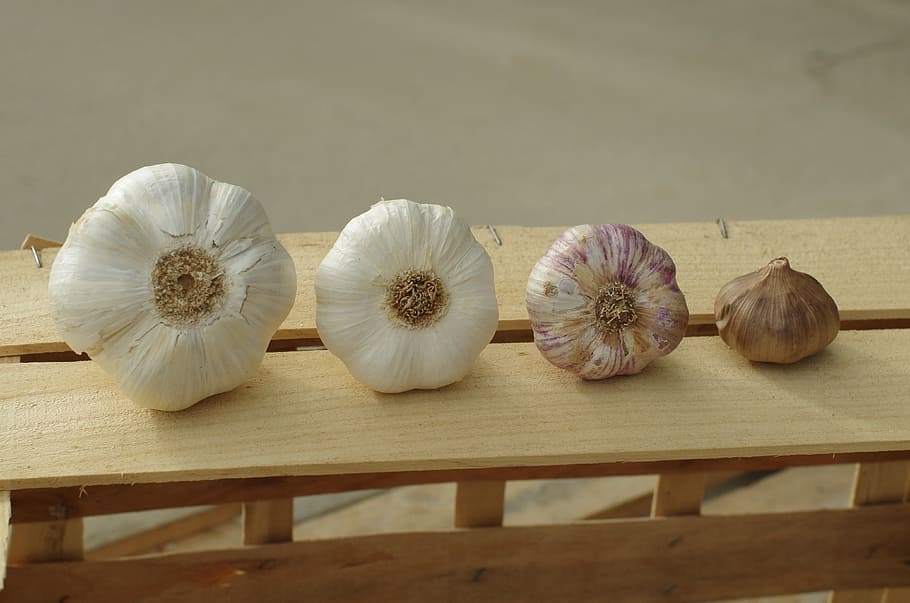 garlic, garlic elephant, garlic white, purple garlic, black garlic, garlic grown, power, vegetable, vegetable garden, kitchen