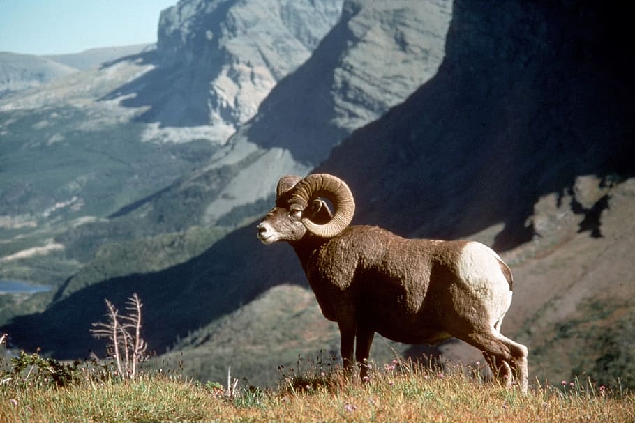 brown, ram, grass land, overlooking, mountains, daytime, sheep, big horn, wildlife, nature