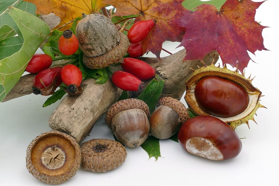 秋, 栗, どんぐり, ローズヒップ, 果物, 森の果物, 食べ物と飲み物, 食べ物, 健康的な食事, 鮮度
