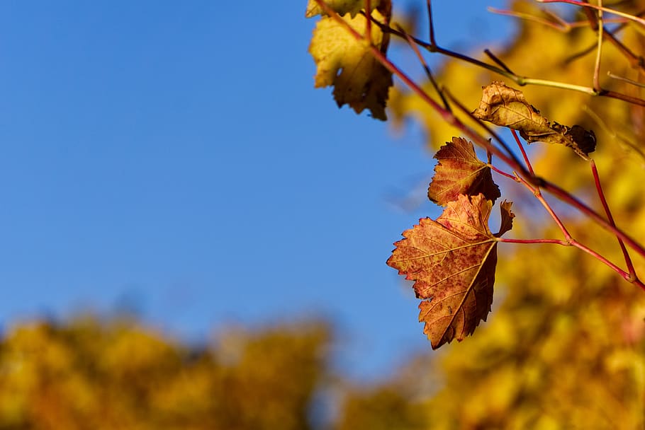 kebun anggur, anggur, musim gugur, warna-warni, merah, hijau, indah, winegrowing, pertanian, selentingan