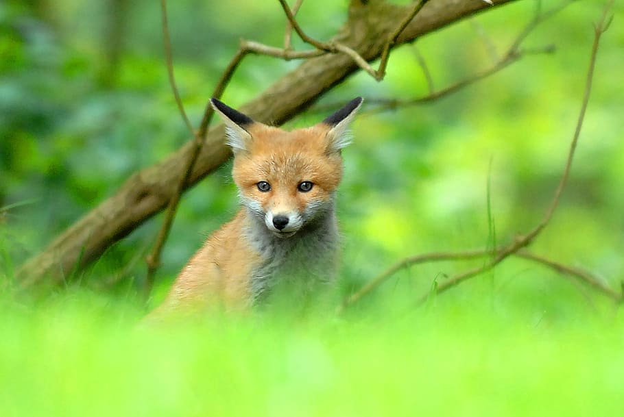 brown, fox, beneath, grass field, expensive, natural, wildlife, mammals, young, outdoor