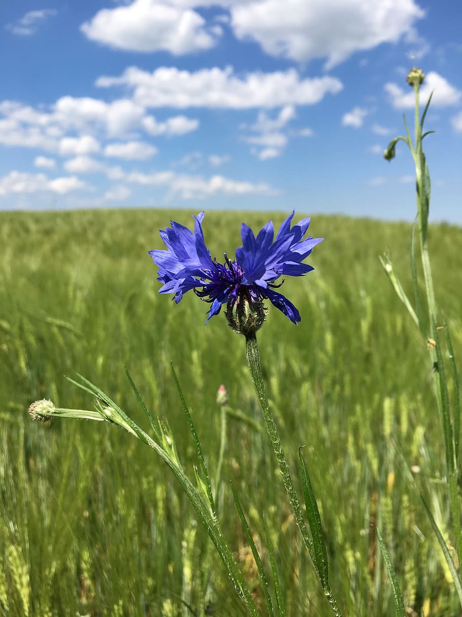 summer, flower, the sky, cornflowers, nature, plant, flowering plant, growth, field, beauty in nature