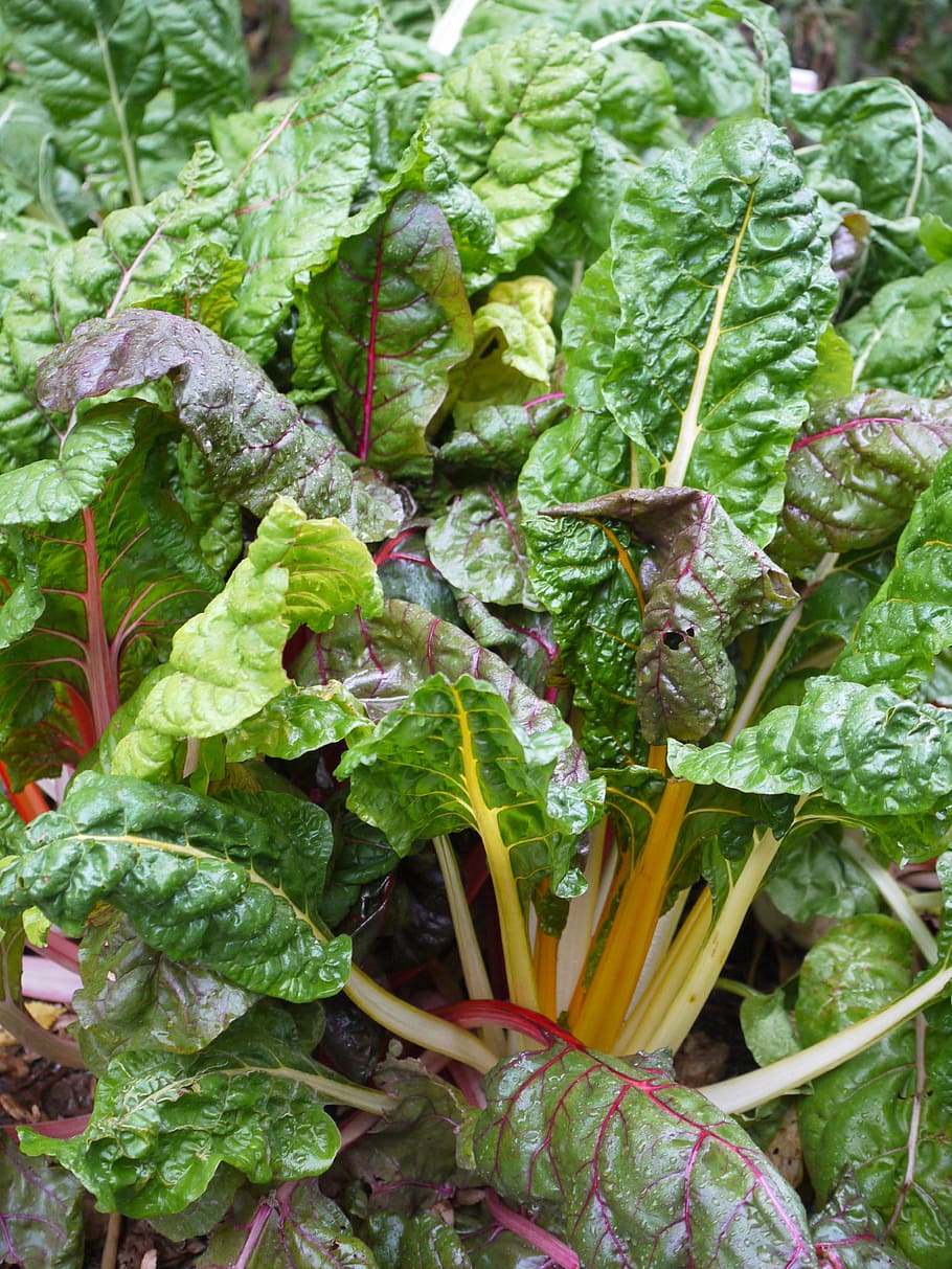 chard, vegetable patch, healthy, frisch, food, vegetables, garden, green, purple, eat