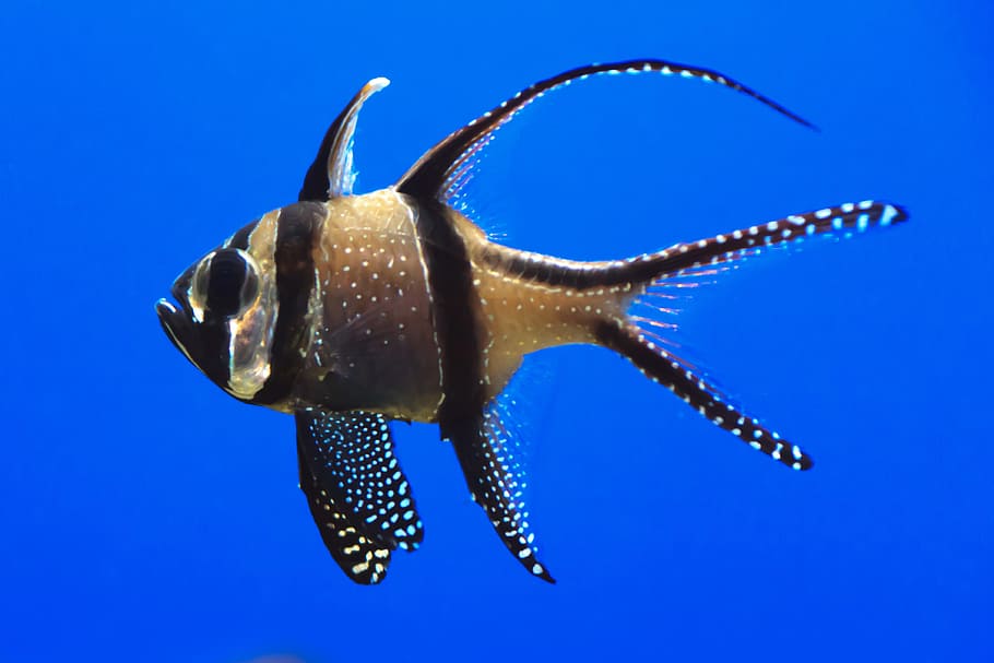 茶色 黒 魚 動物 アクア 水族館 水生 青 色 海洋 Pxfuel