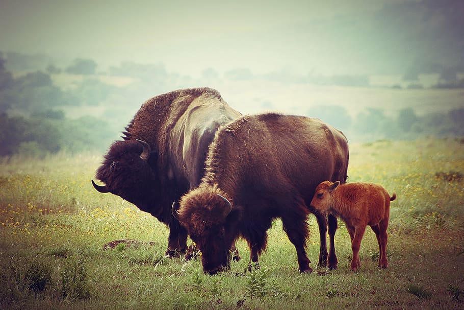 three, bison, grass, daytime, buffalo, calf, wildlife, nature, baby, american