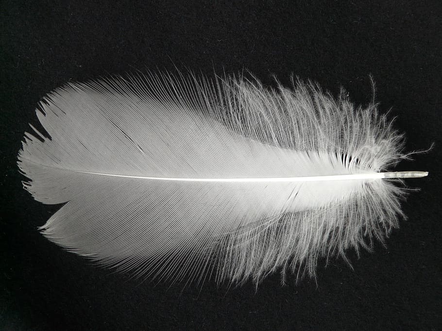 feather, white, filigree, plumage, spring dress, bird, black background, single object, close-up, indoors